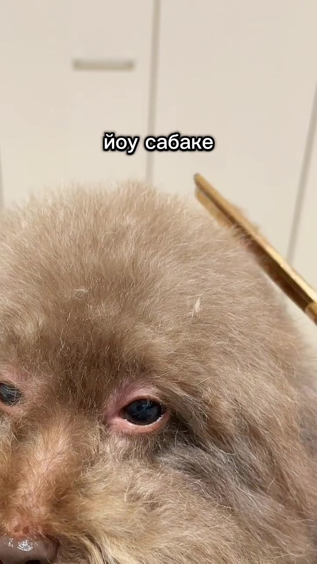@ипучи