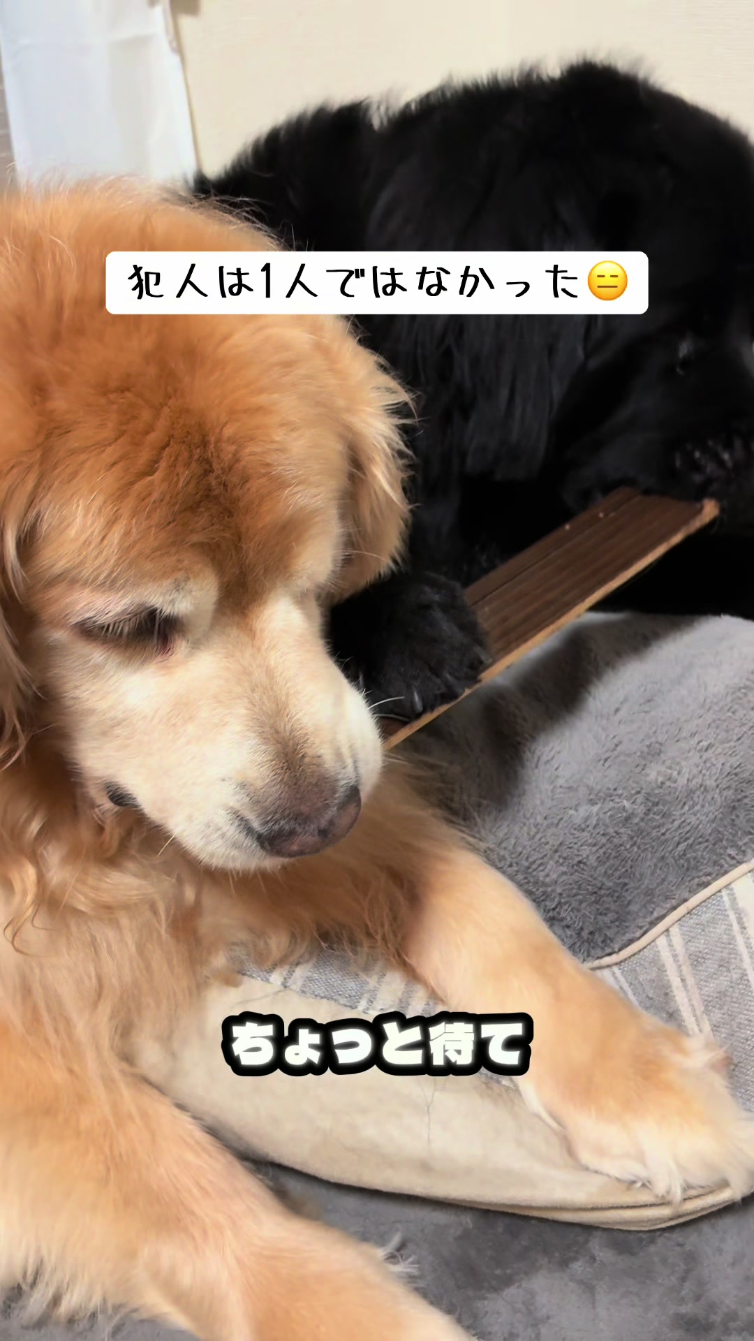 @ムックパパ🔶🐾