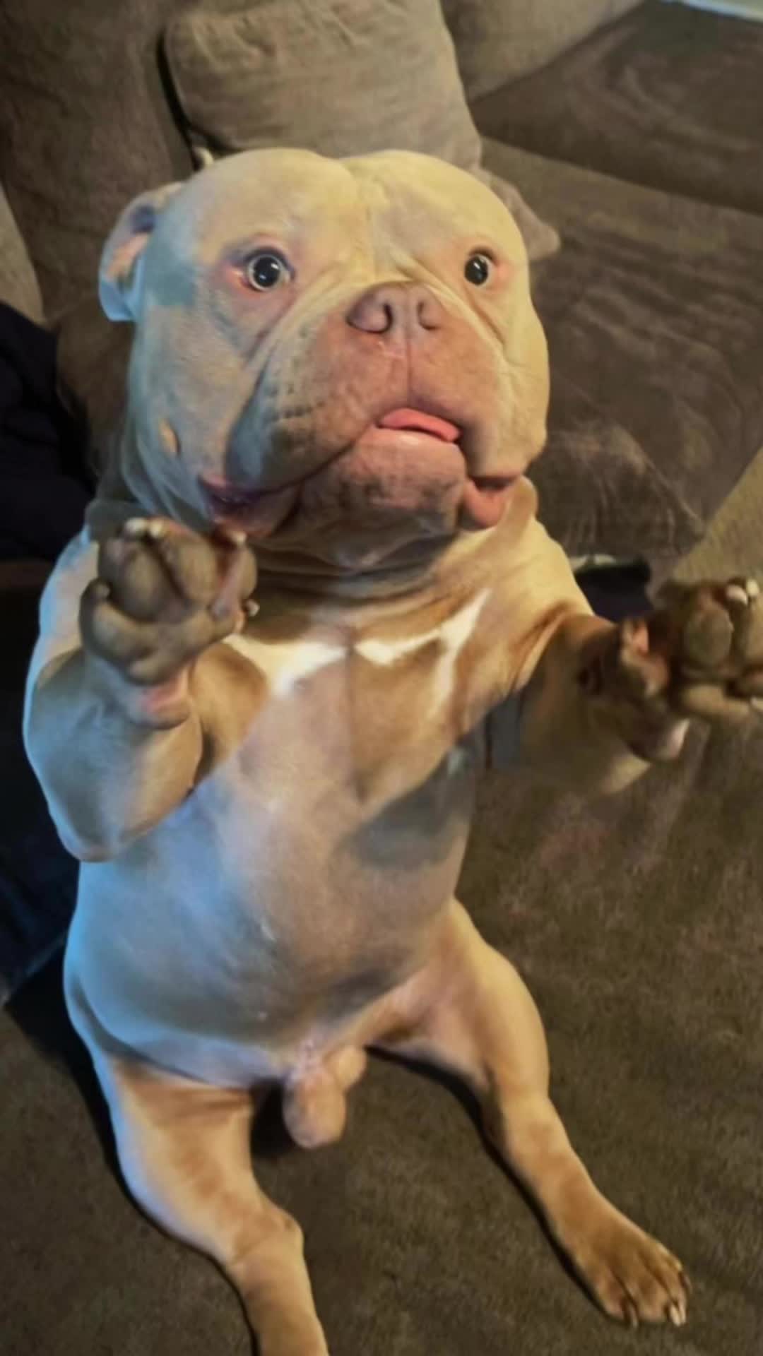 @Kevin&rsquo;s Paw Club