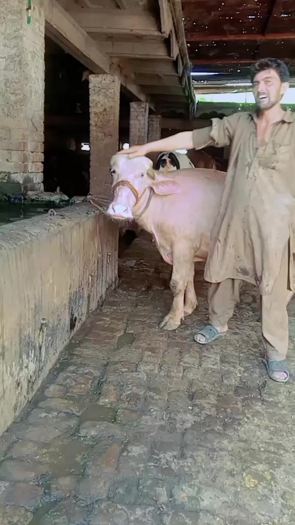 @SUDAIS KHAN 🚩🚩🚩