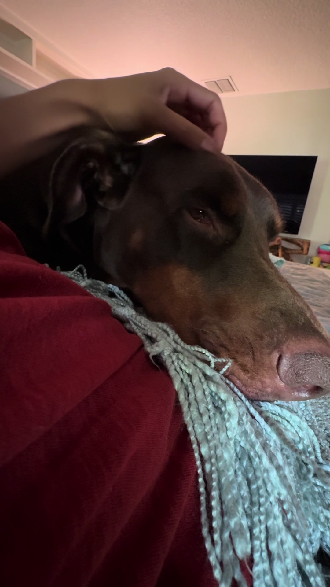 @Bosch the Dobie