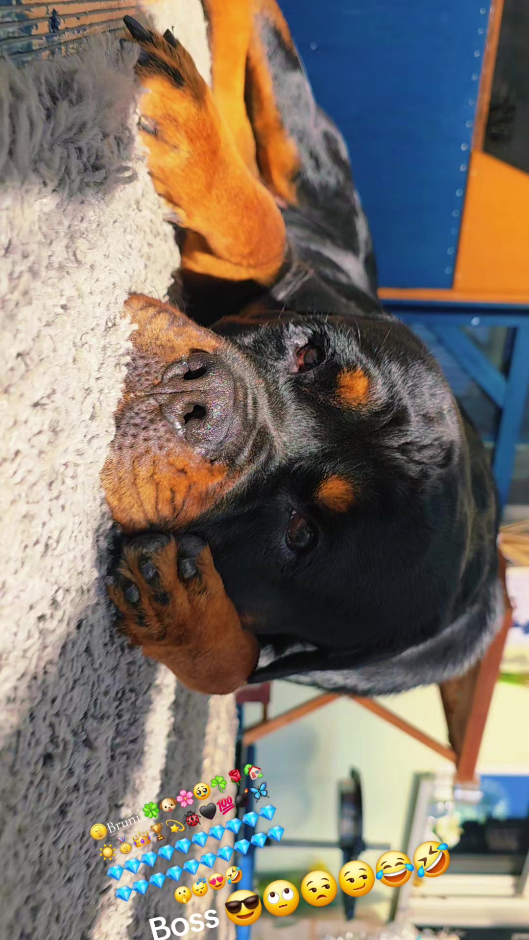 @Rottweiler Bruno