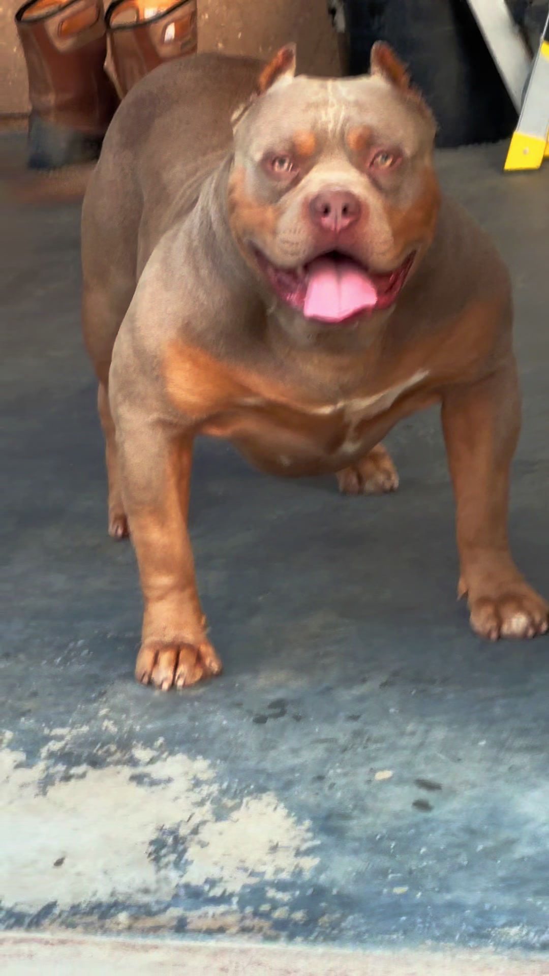 @@Dublinekennels