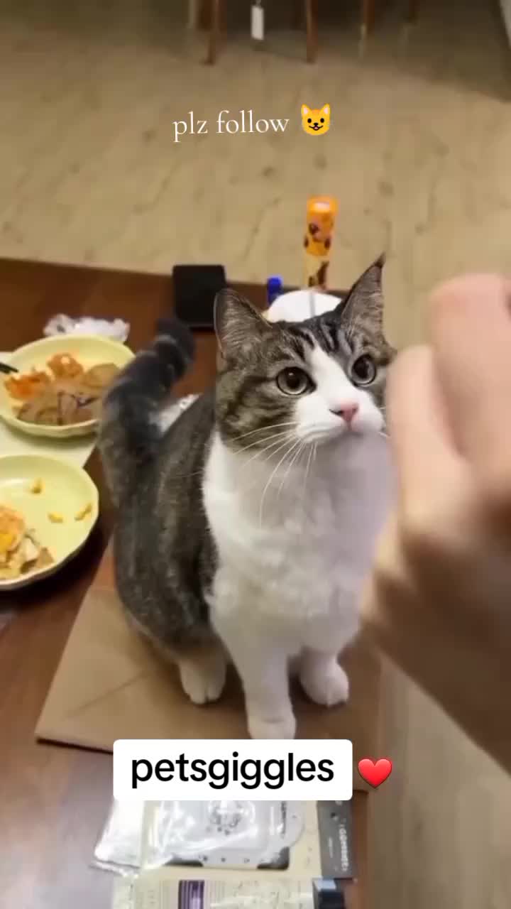 @Pets Giggles