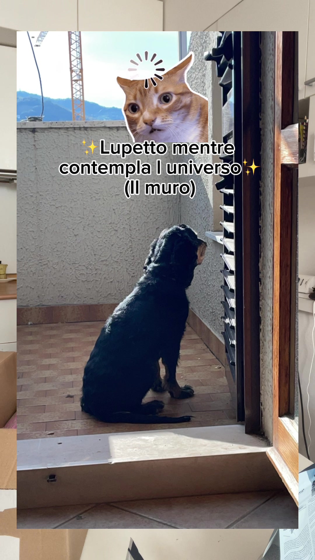 @chiaratarquini