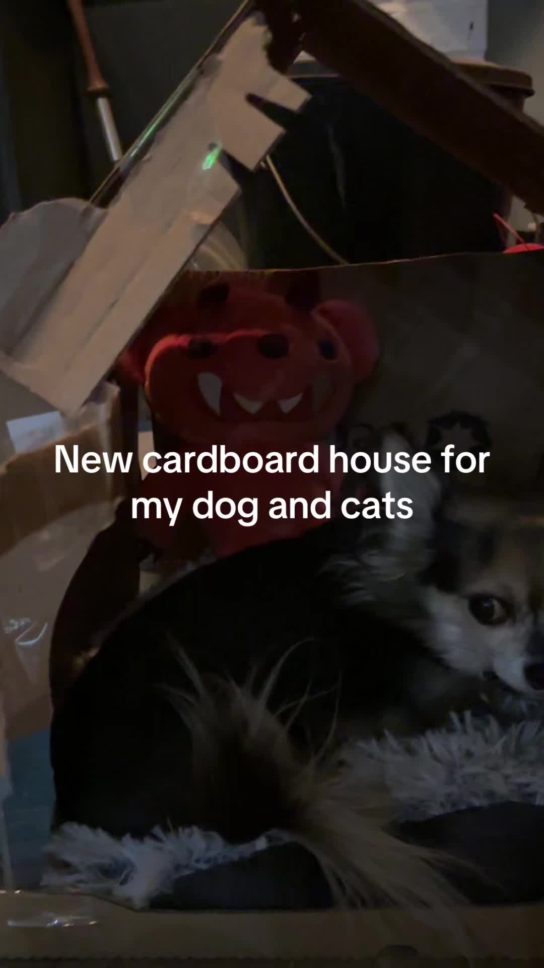 @T-Dogtocrazzy