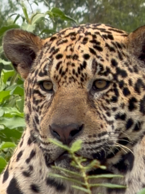 @Pantanal Brazil Safaris