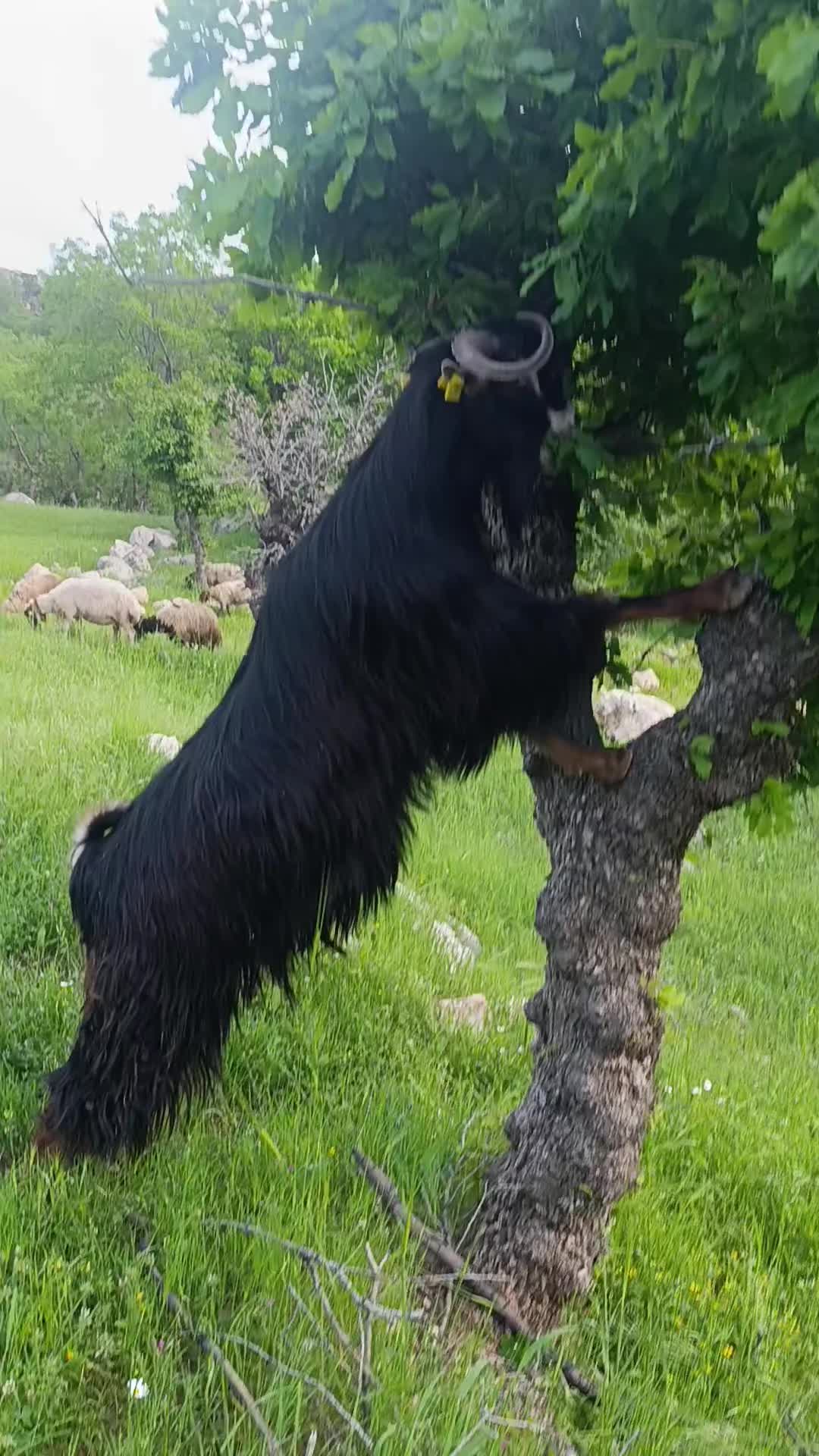 @⚔️ENES &Ccedil;ETİN⚔️