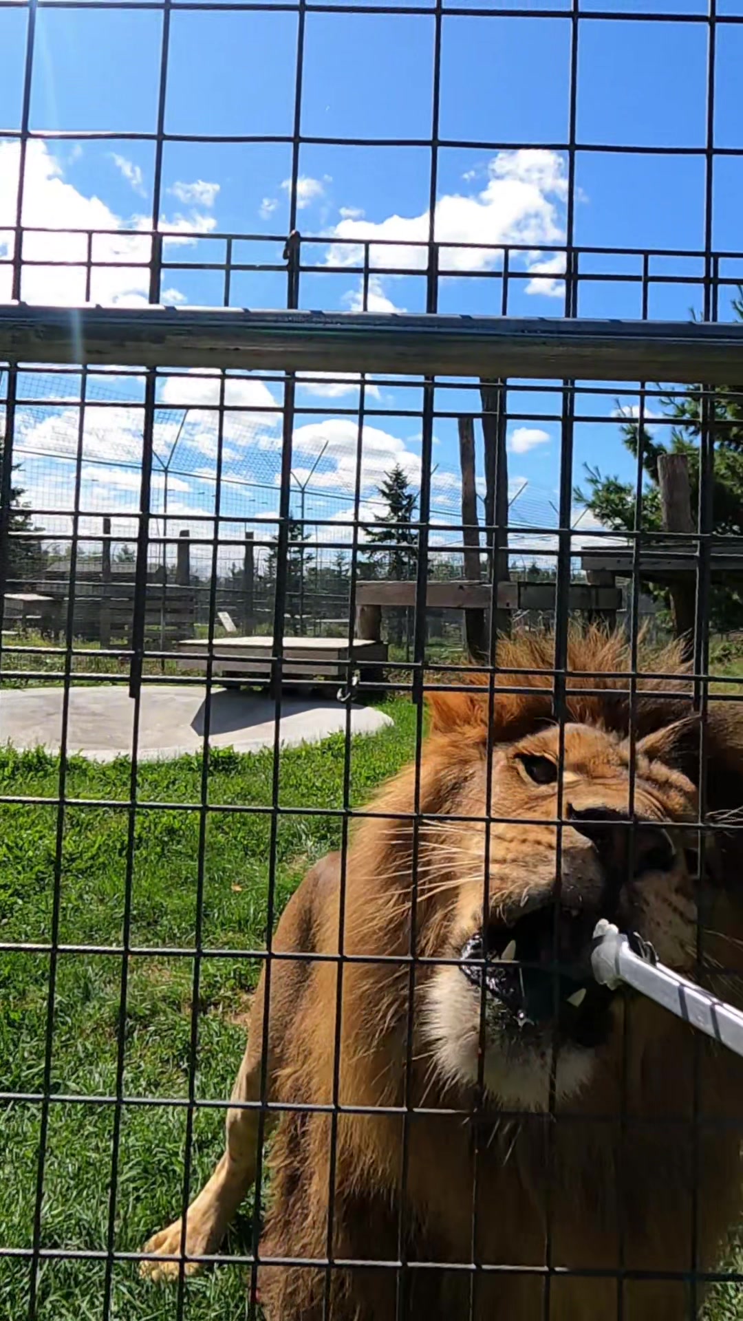 @The Wildcat Sanctuary