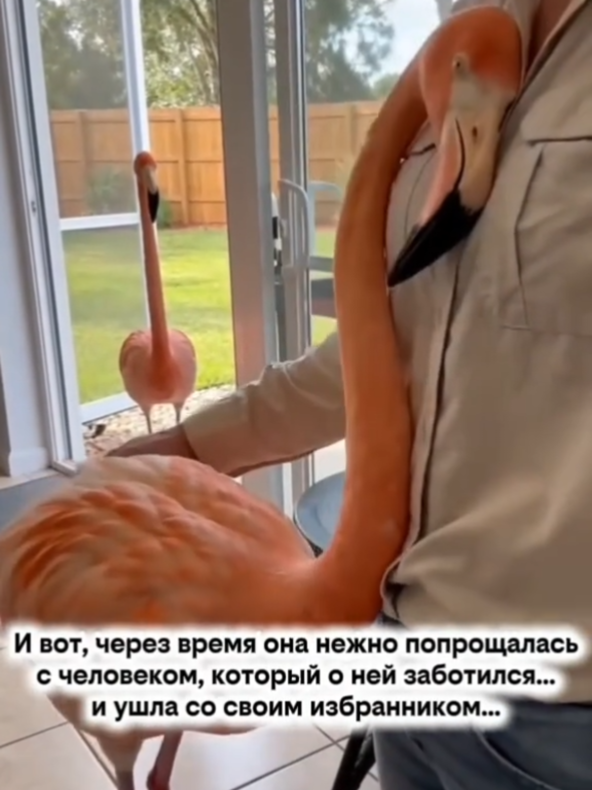 @RescueAnimals Nir