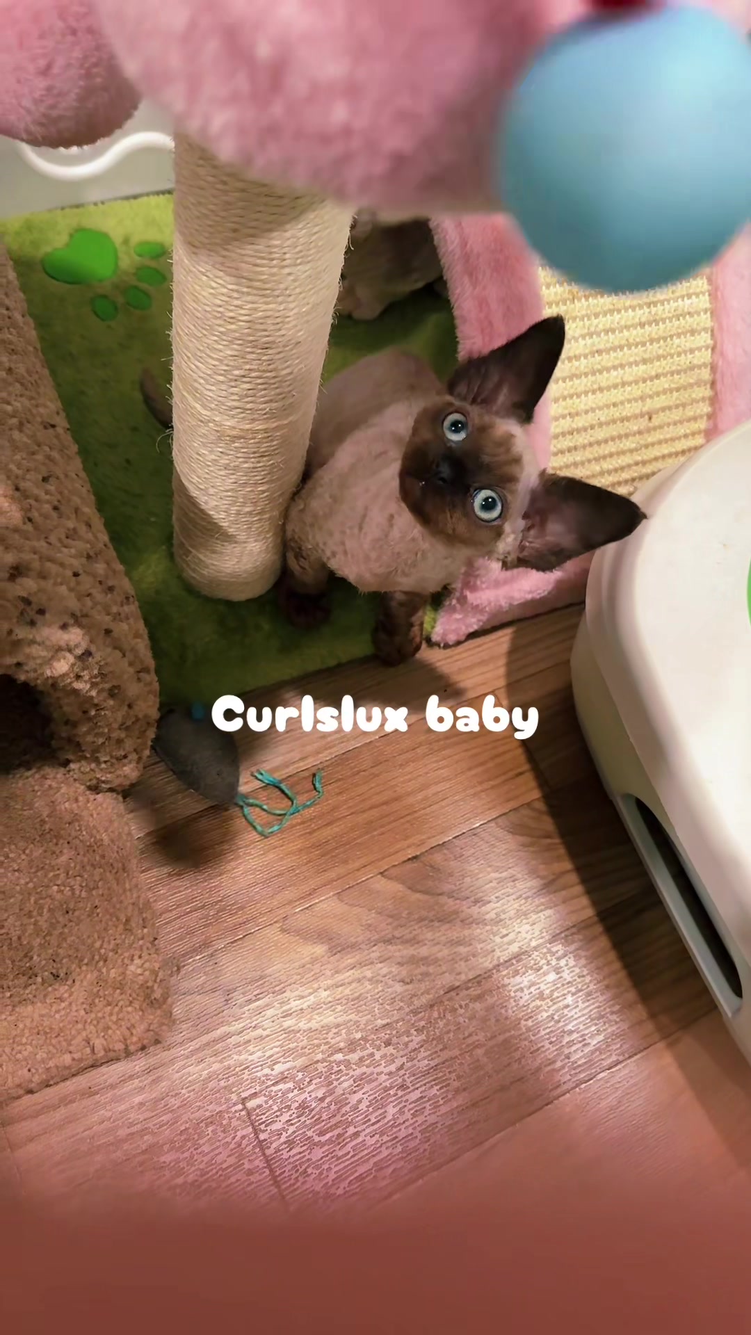 @Curlslux cattery!!🇺🇸