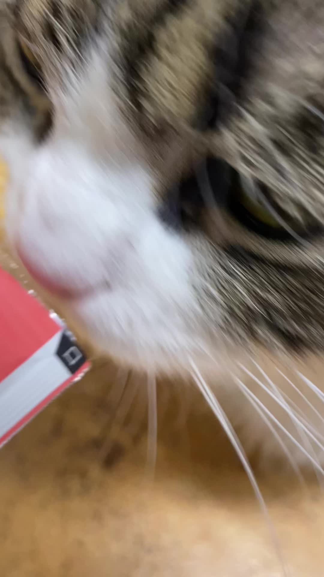 @PawsAndClaws