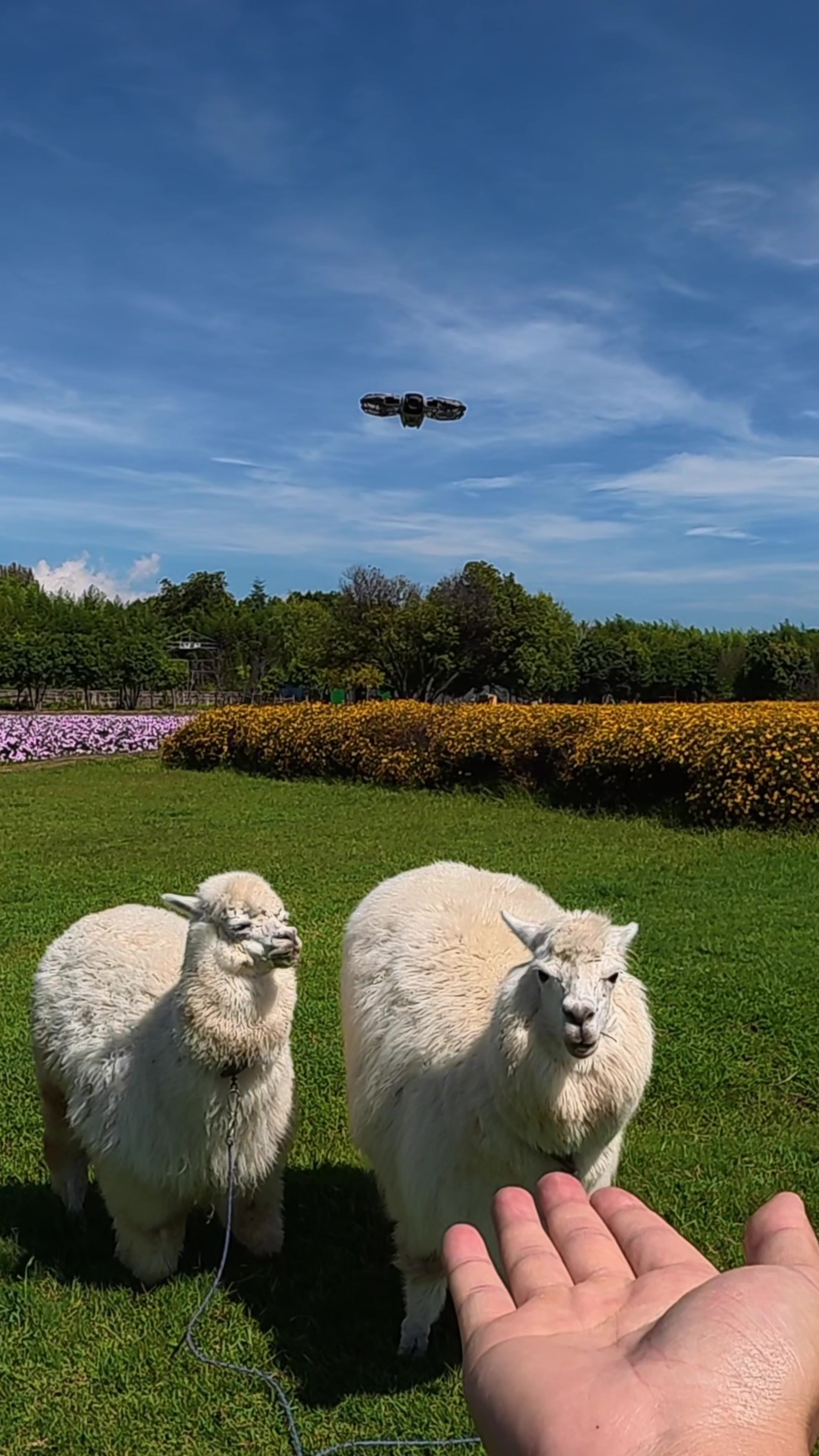 @DJI Official
