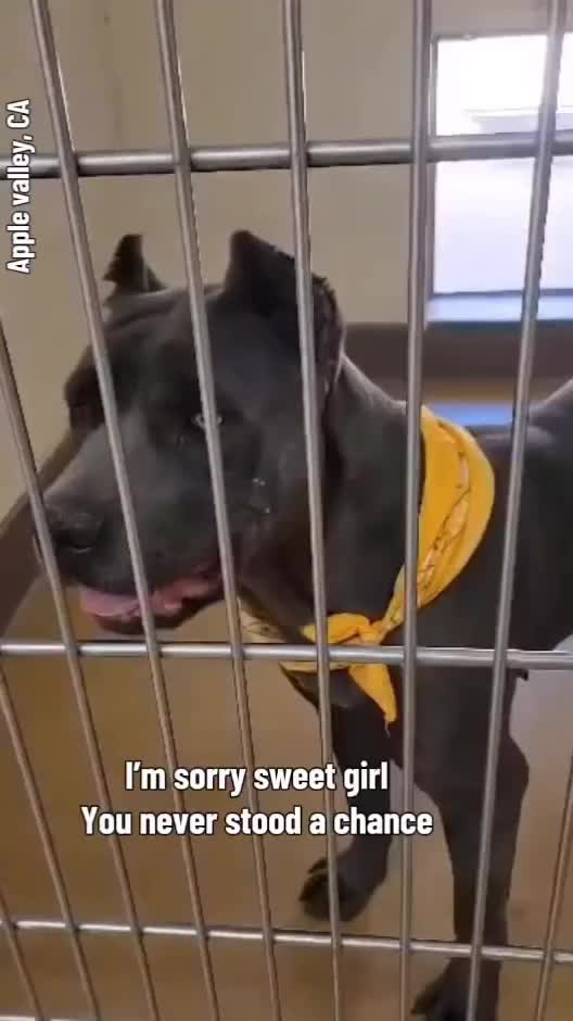 @Cane Corsos