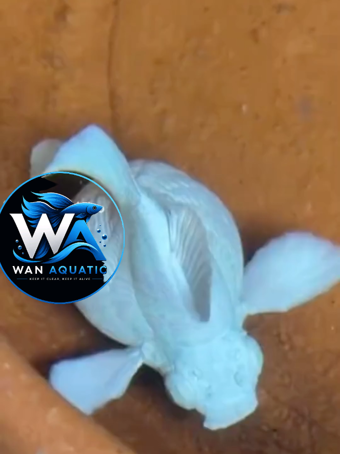 @Wan Aquatic