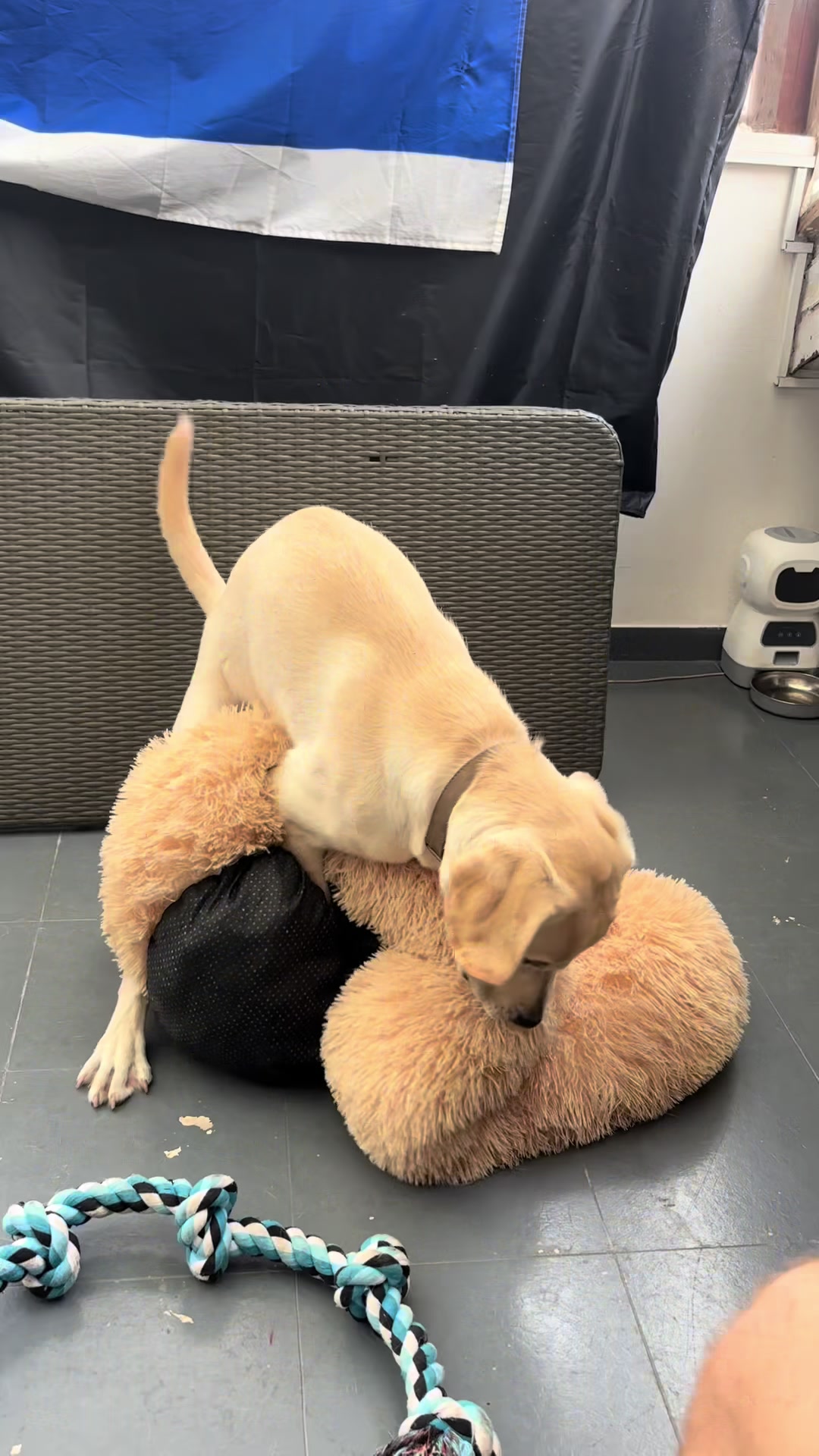 @Buri_The_Labrador