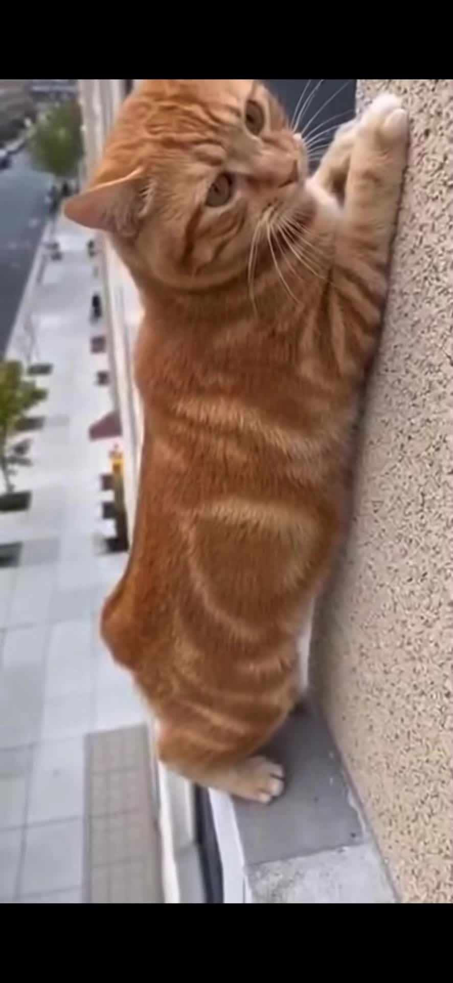 @petsmadnesstv