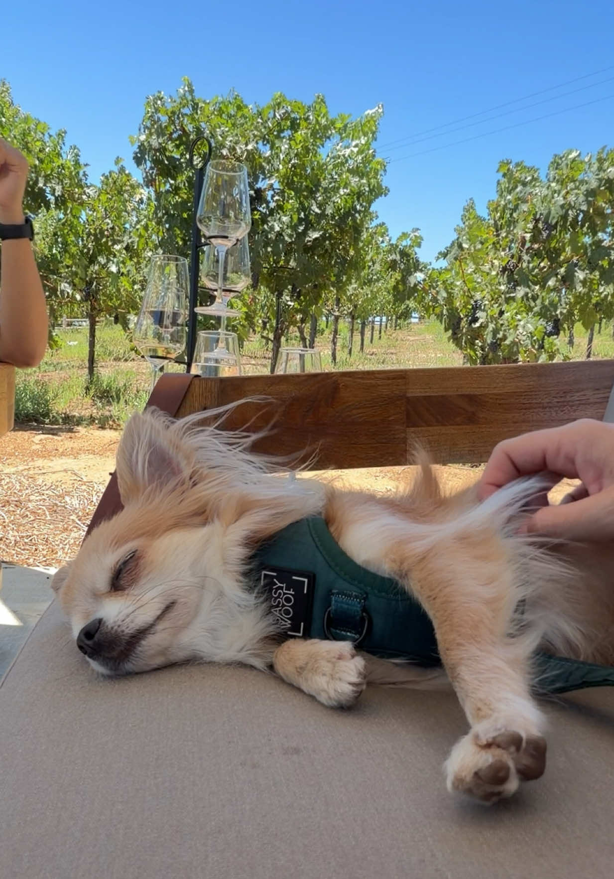 @CanineAntics