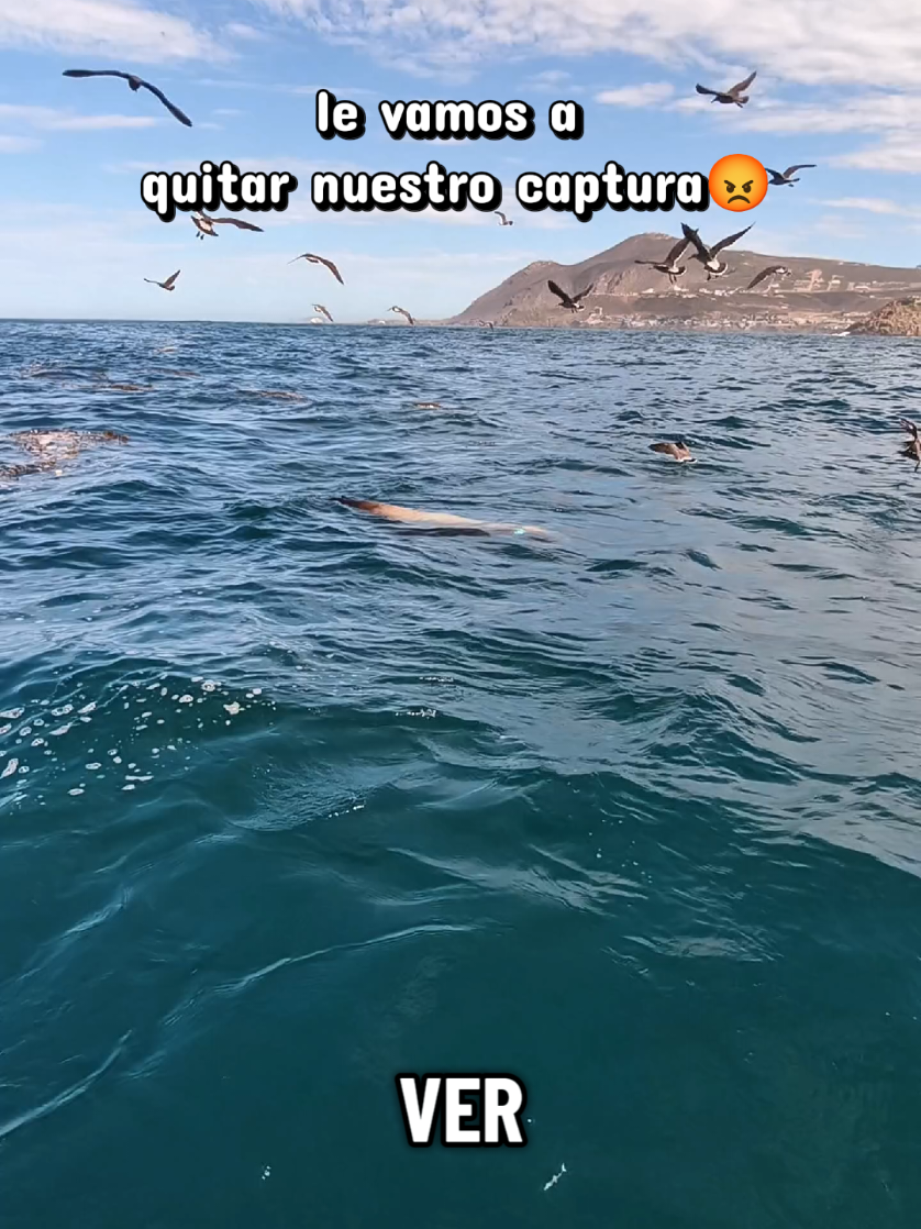 @Alex el Pescador🔥