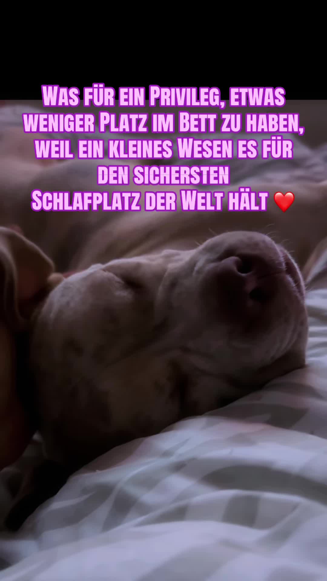 @Shiva_Grey