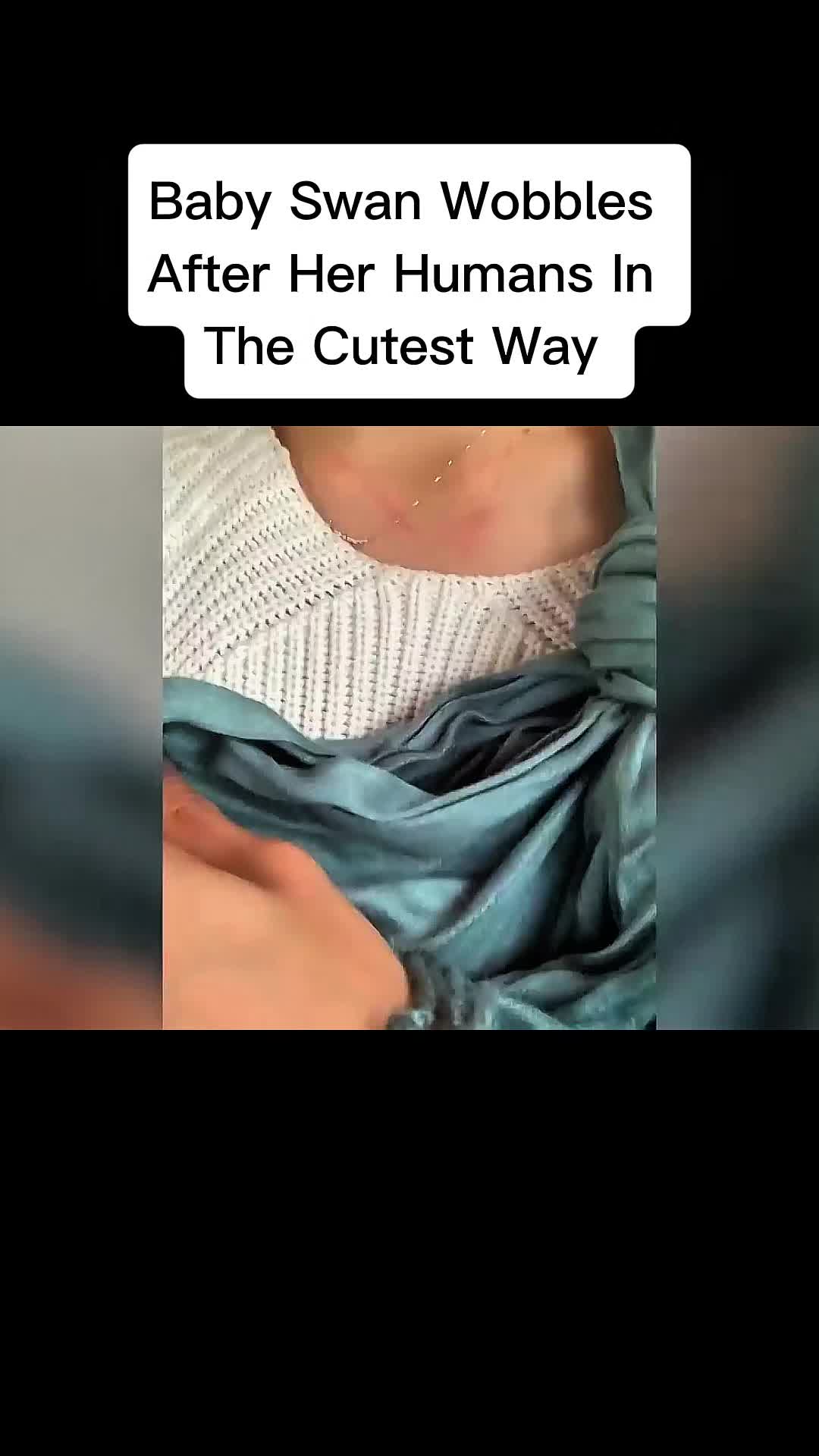 @cddle_buddies_channel