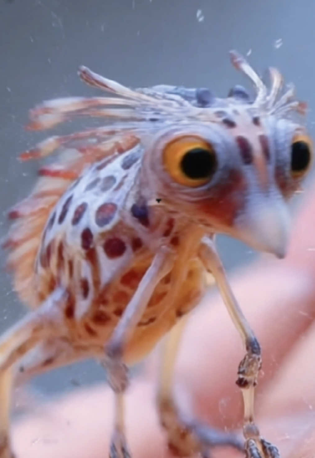 @ExoplanetWildlife