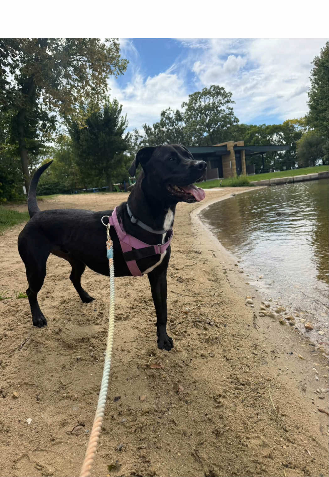 @sftsanimalrescue