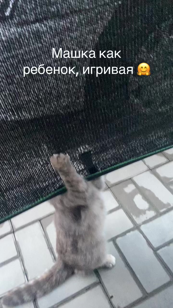 @Abrikoshka