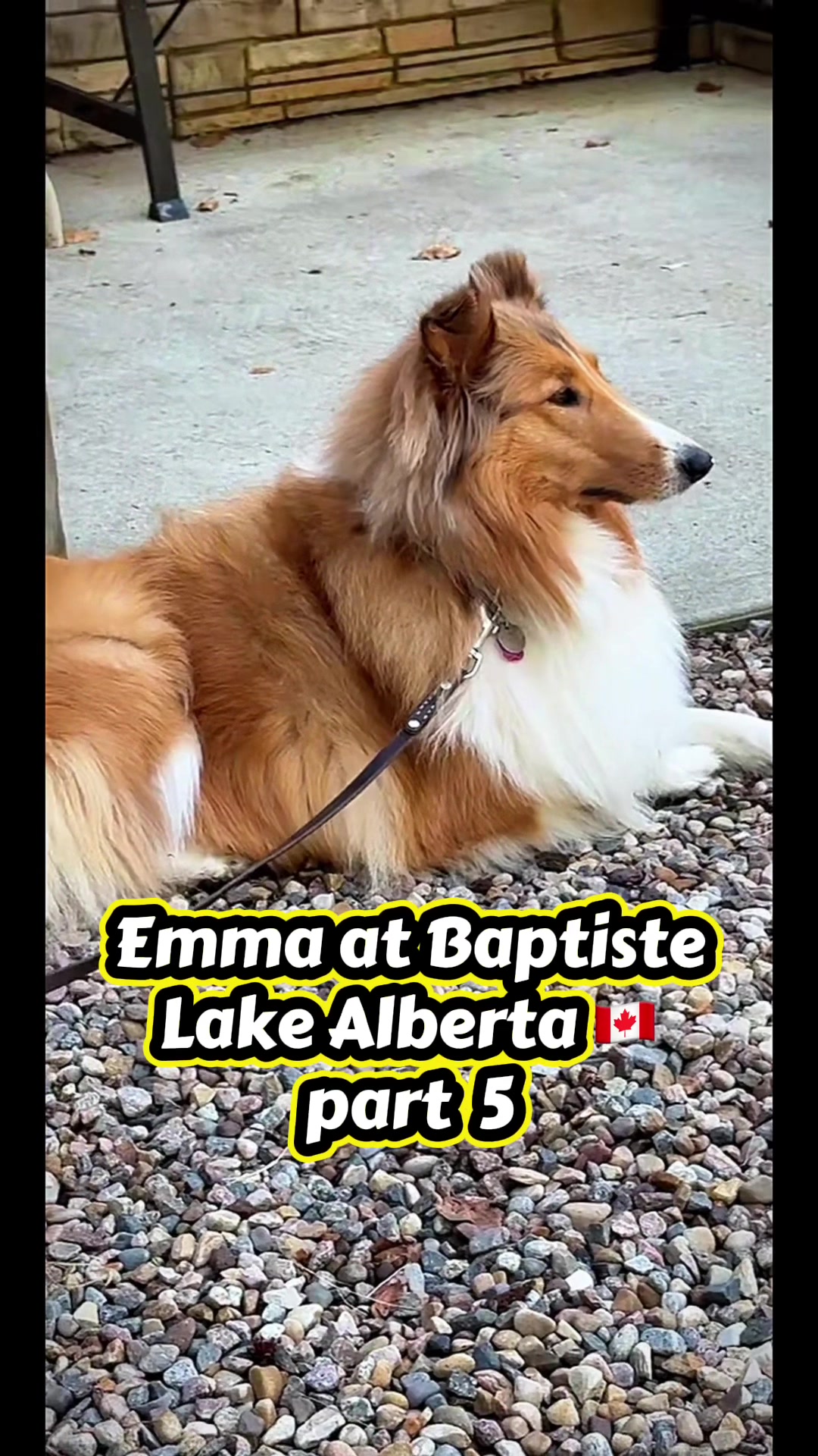 @🦮 EMMA’S ADVENTURES 🐾
