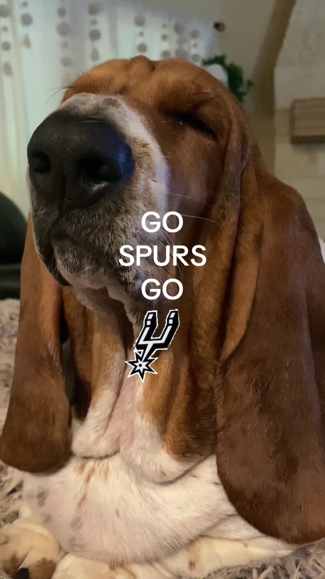 @baudelairethebasset