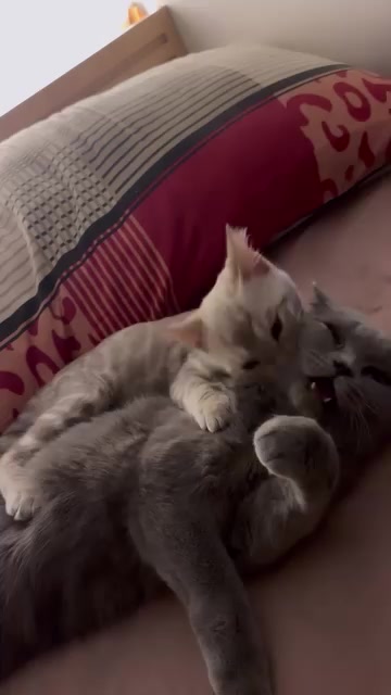 @PreppyRoseCattery