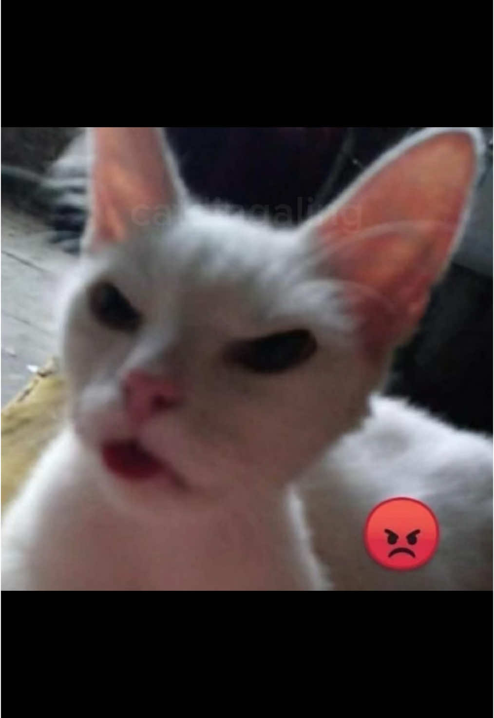 @catdingaling