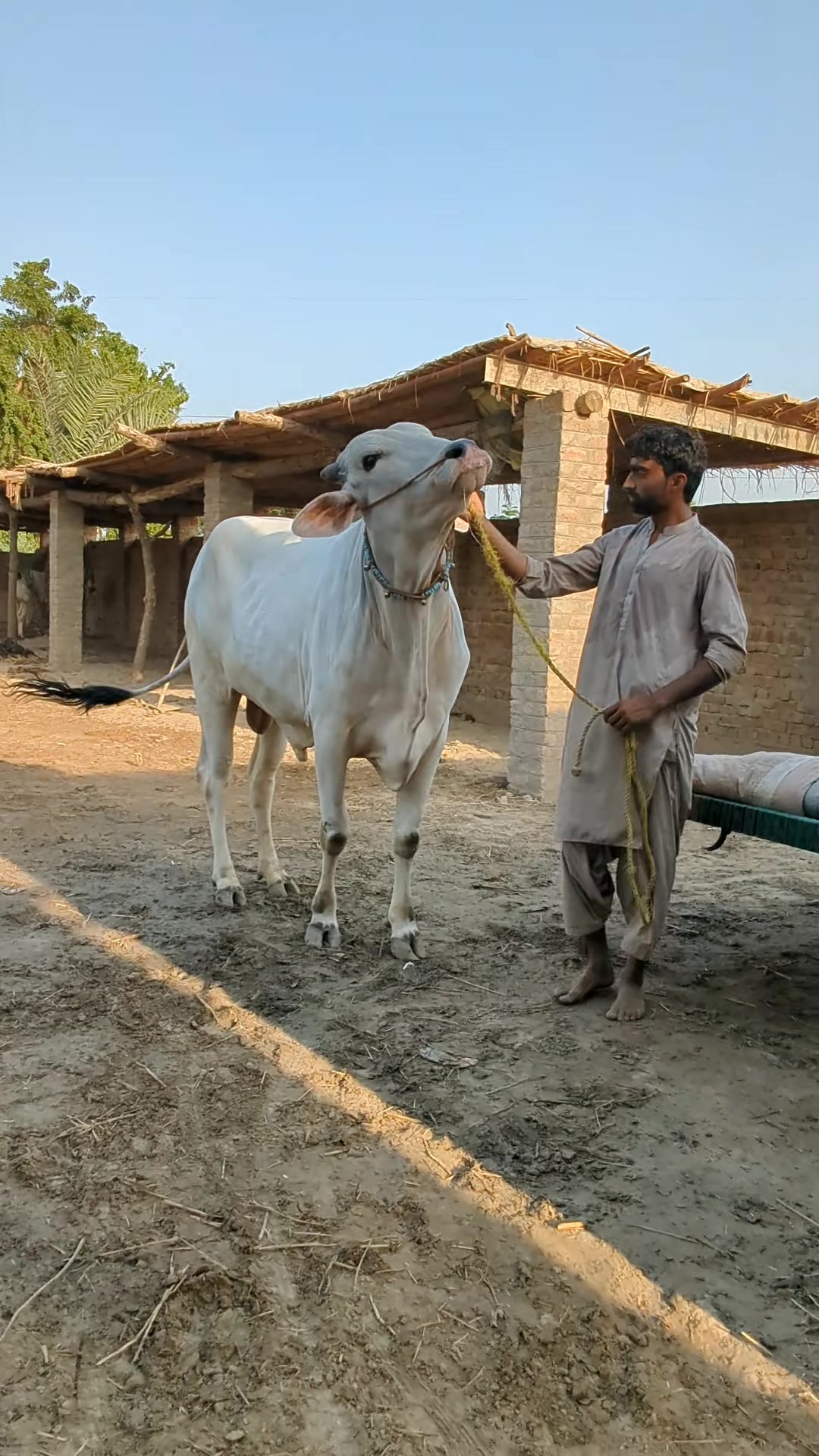@Larkana Cattle Farm