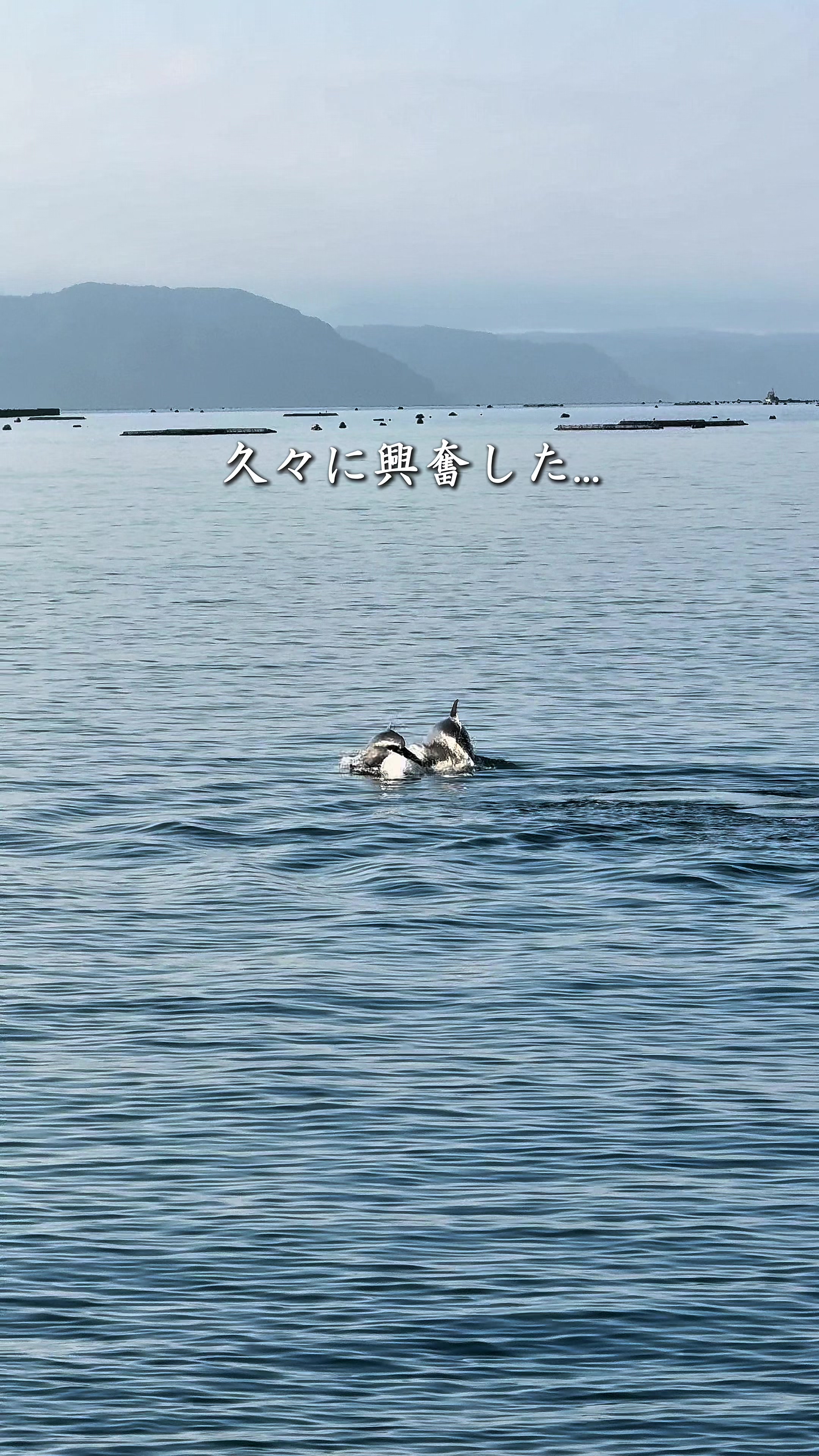 @ポポの休日🌿鹿児島&九州旅🐕