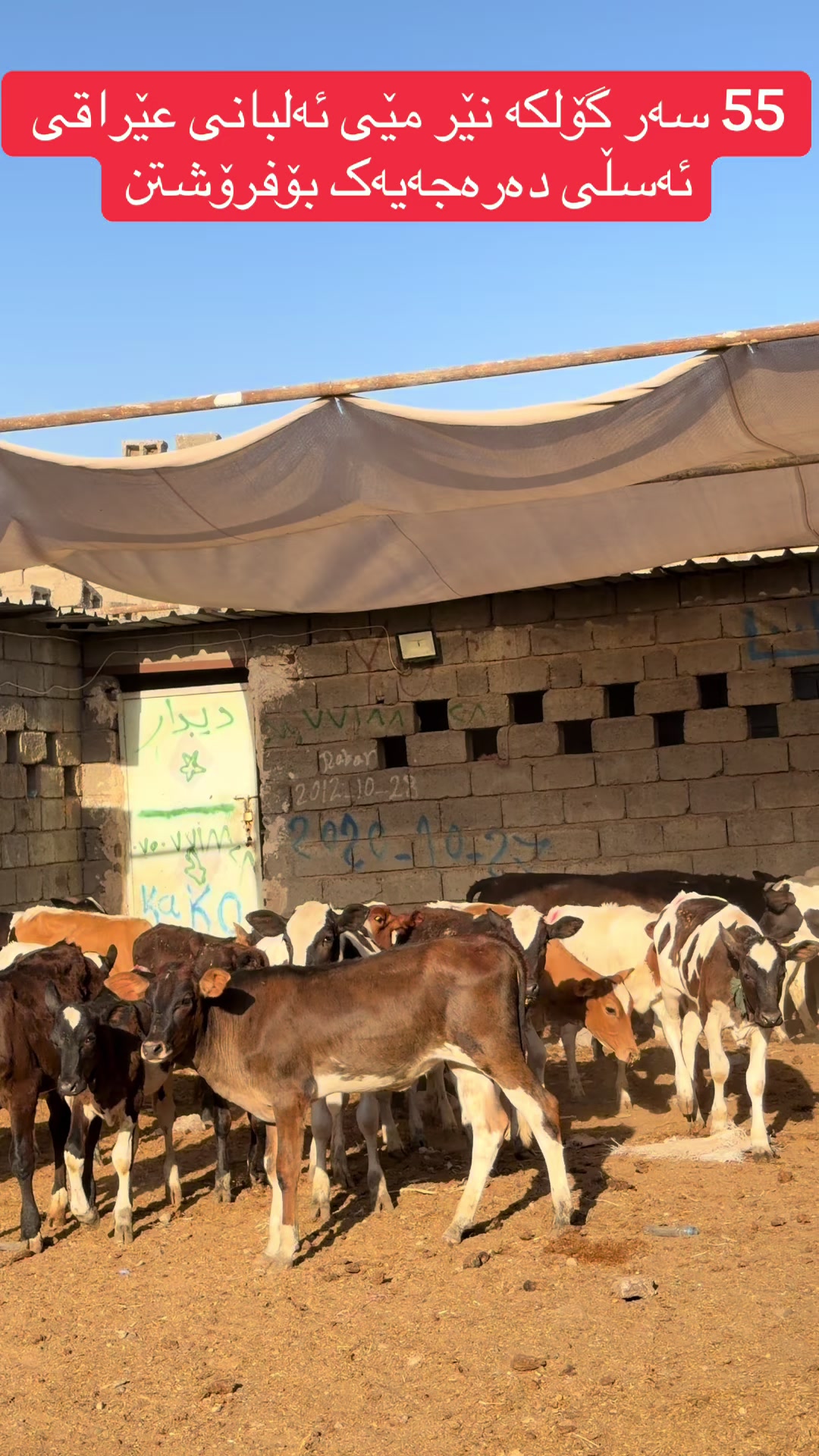 @مەیدانی ئاژەڵانی محمد 🐄🐂