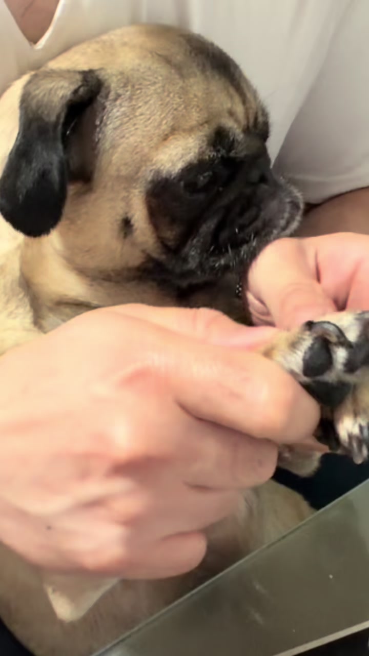 @Emma la Pug