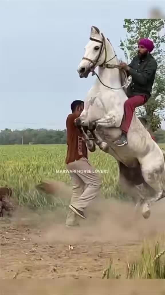 @🏇 MARWARI HORSE RACING 🏇