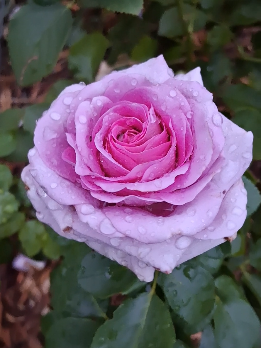 @RoseGardenMT
