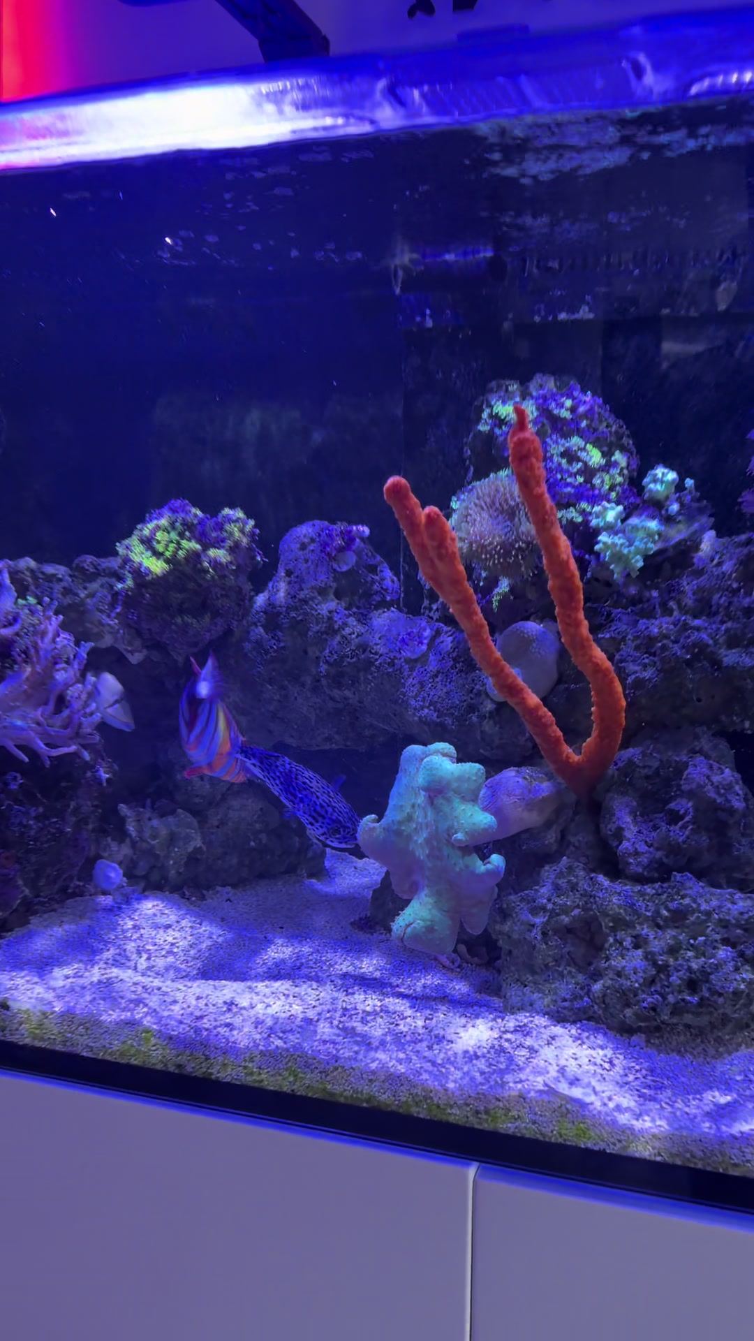 @OnlyFins
