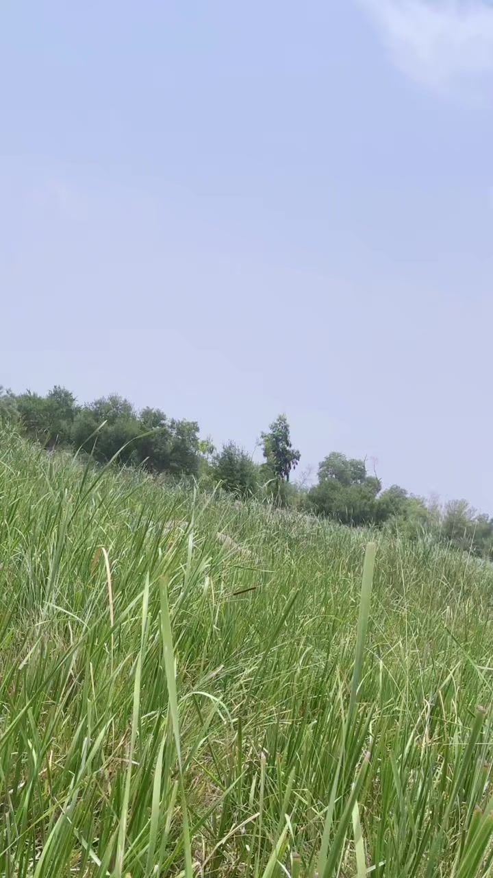 @دانش لالا