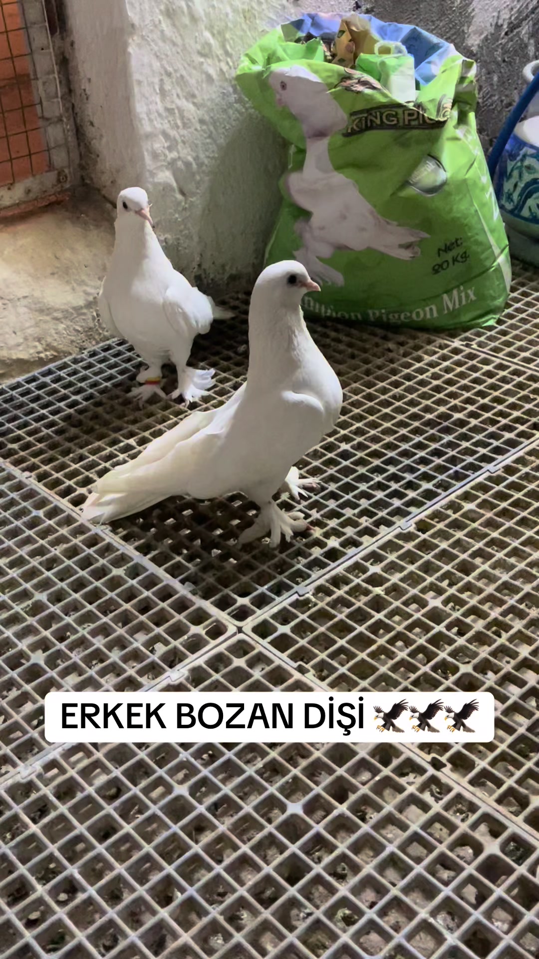 @47 argeş