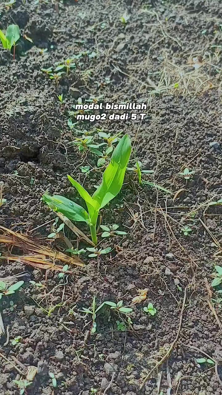 @JP farm
