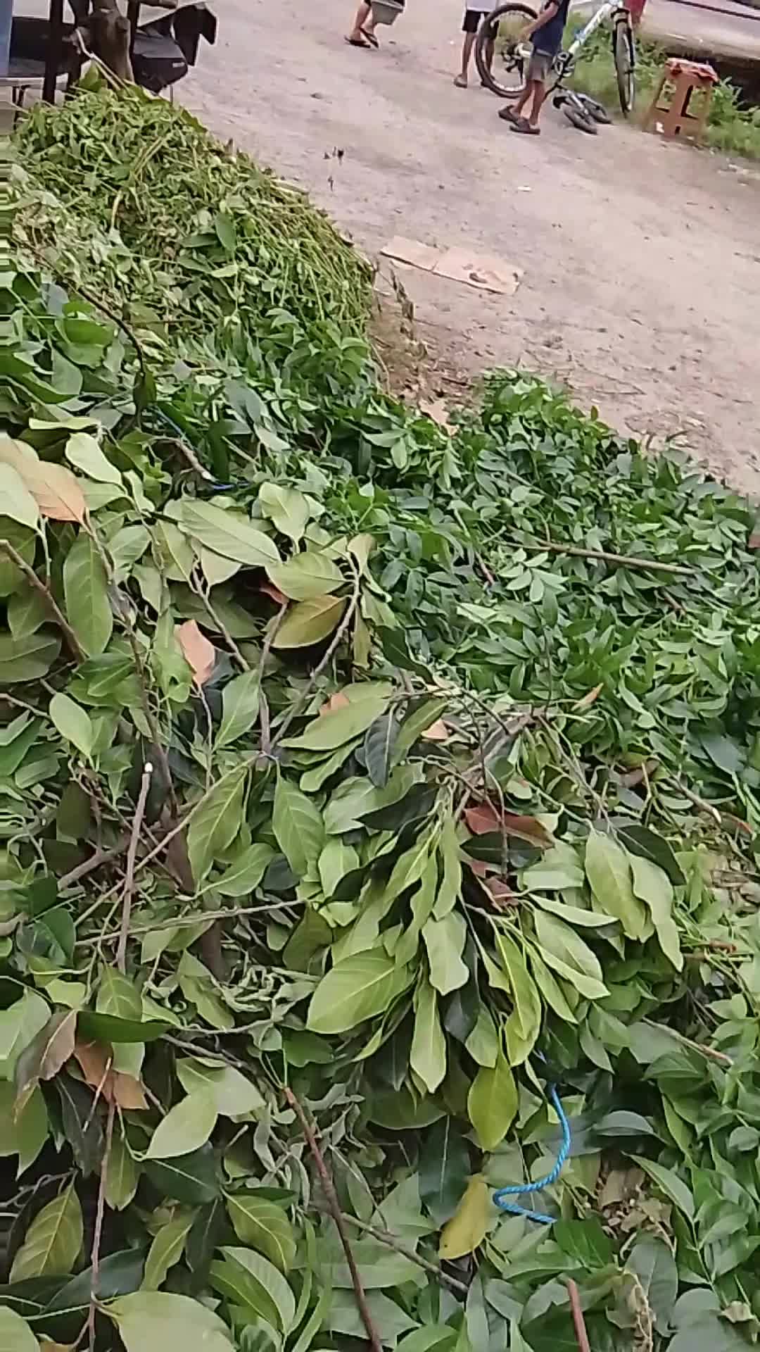 @BAROKAHKAMBING🐐