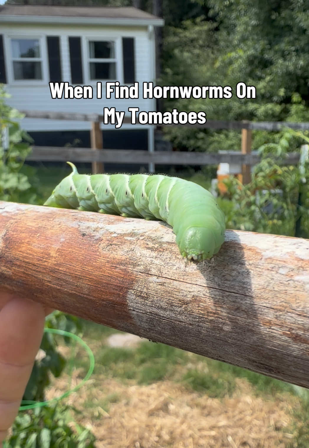 @Bandrhomestead