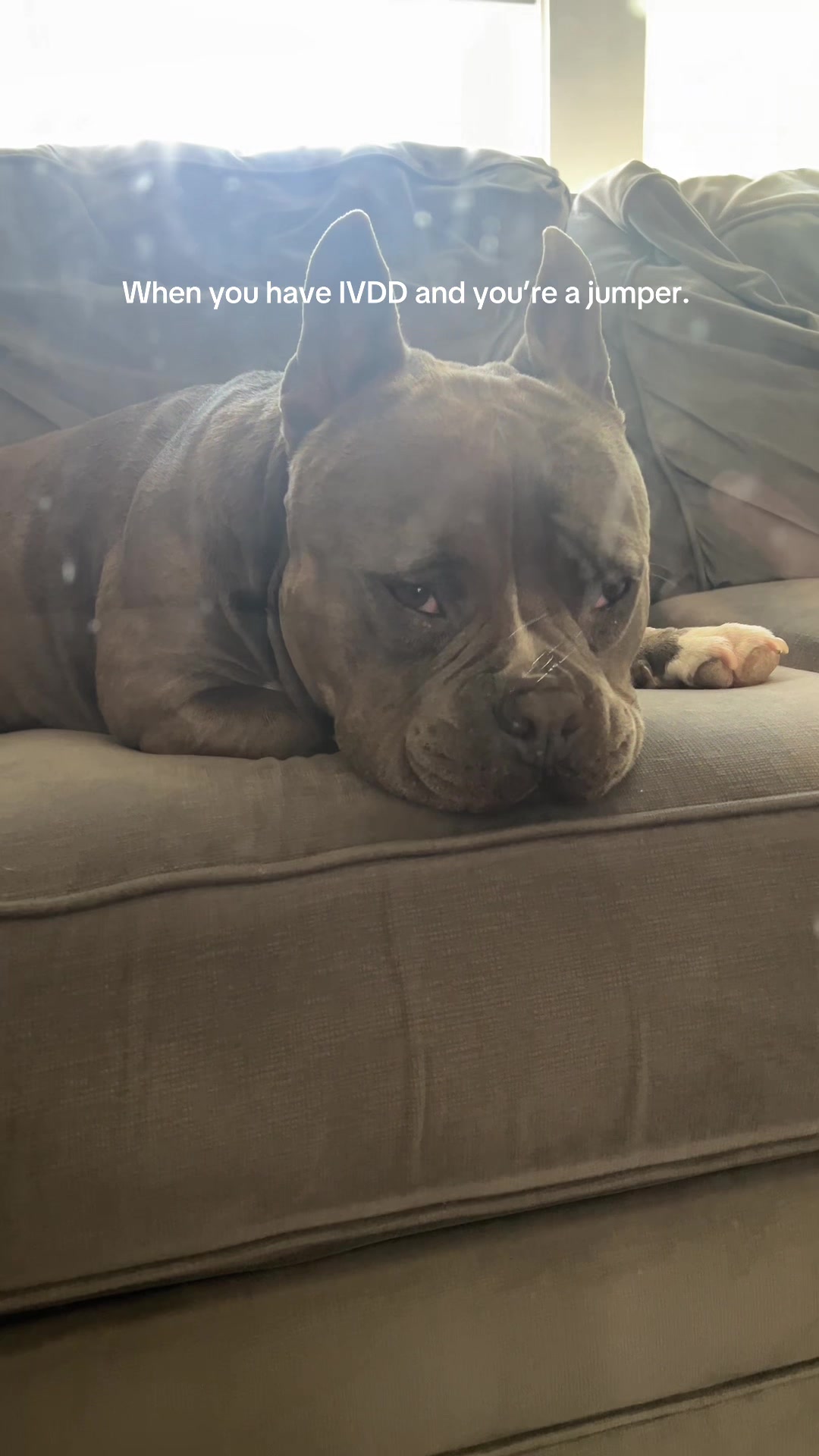 @Gunner | Pocket Bully