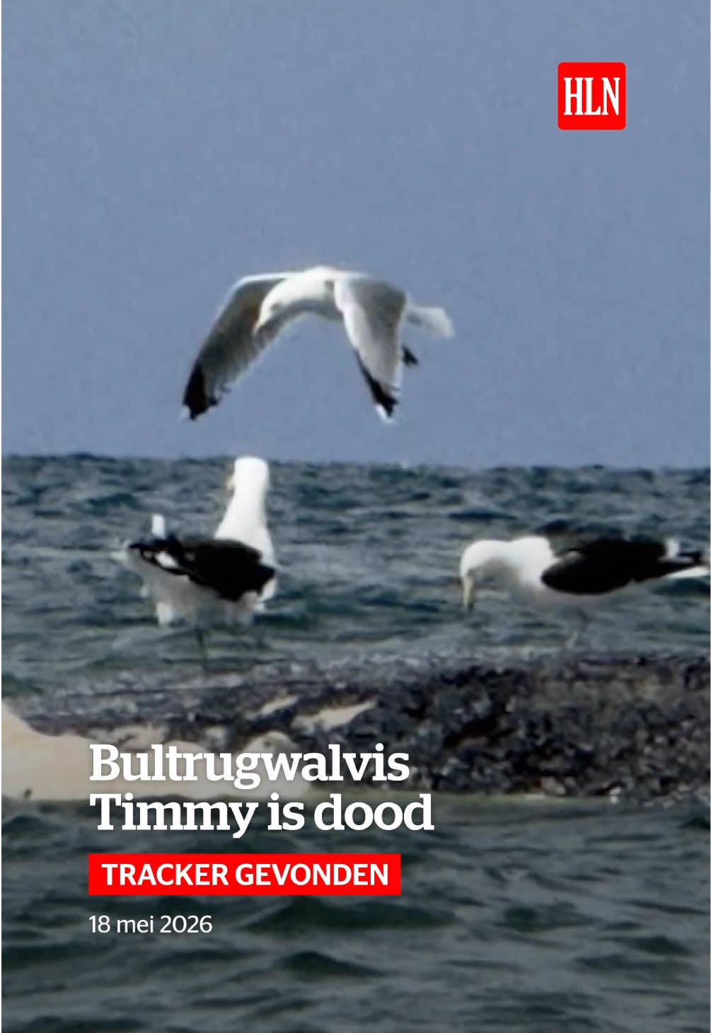 @HLN.be
