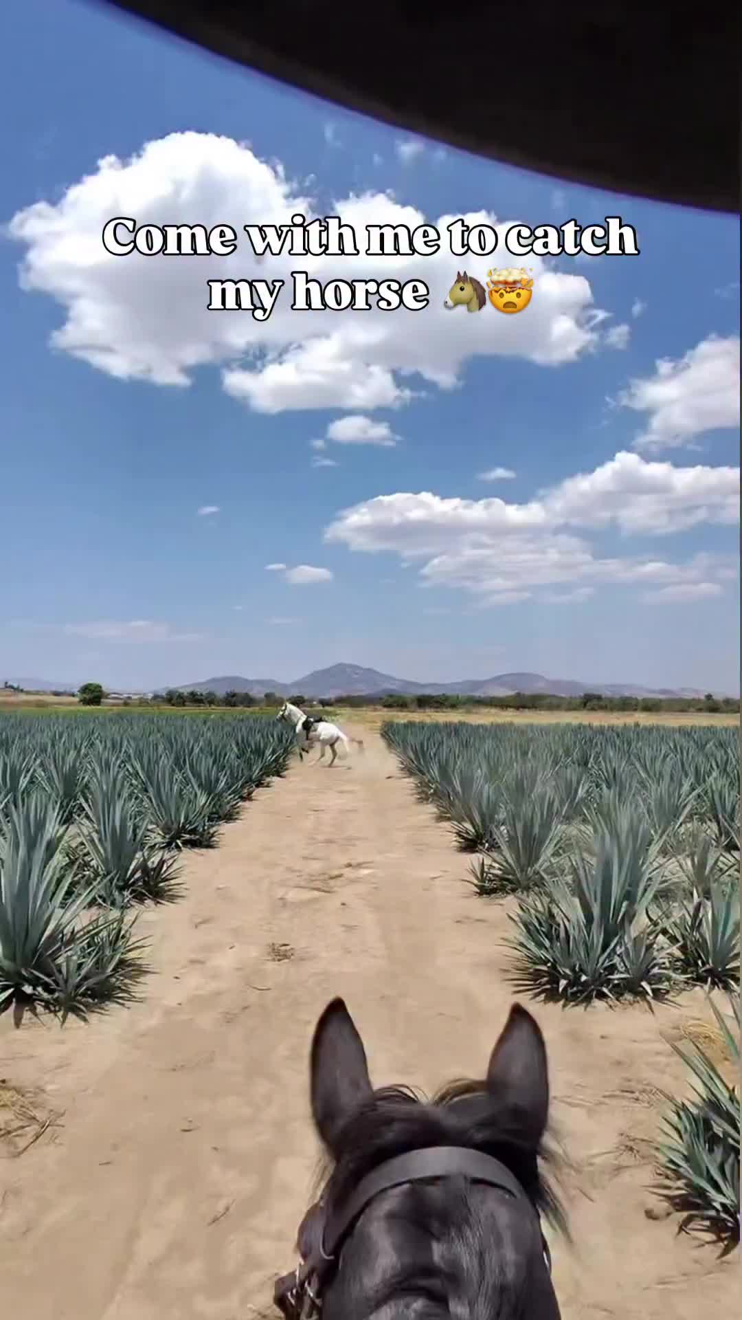 @ThunderGallops