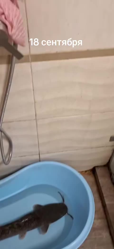 @Женис Джекетаев