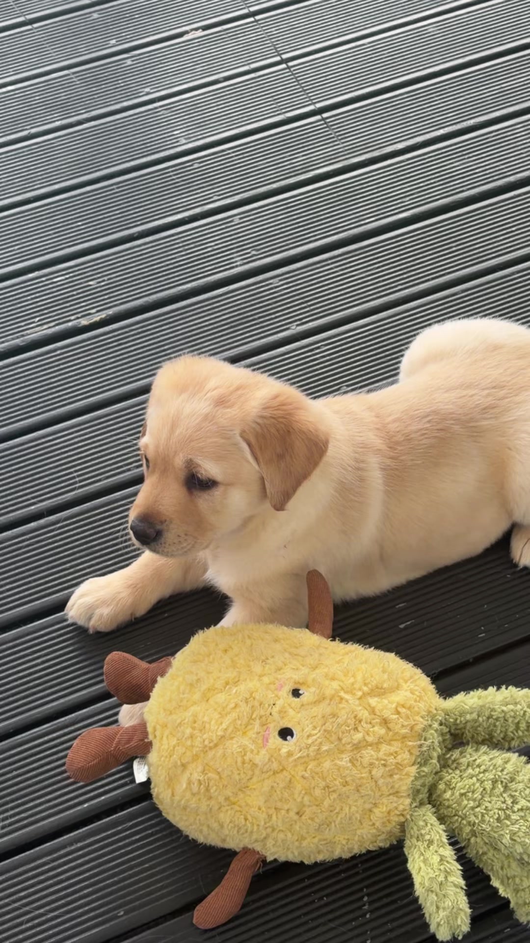 @fjnkuri 🧑&zwj;🧑&zwj;🧒&zwj;🧒🐾💝