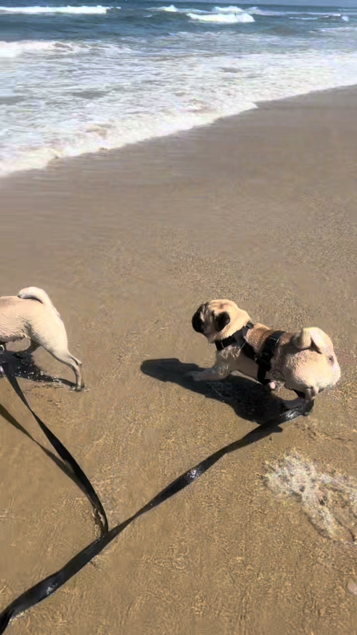 @pugSofyHarry